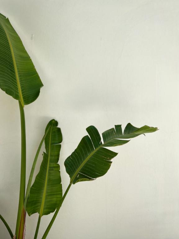 Aesthetic plant in wellness office